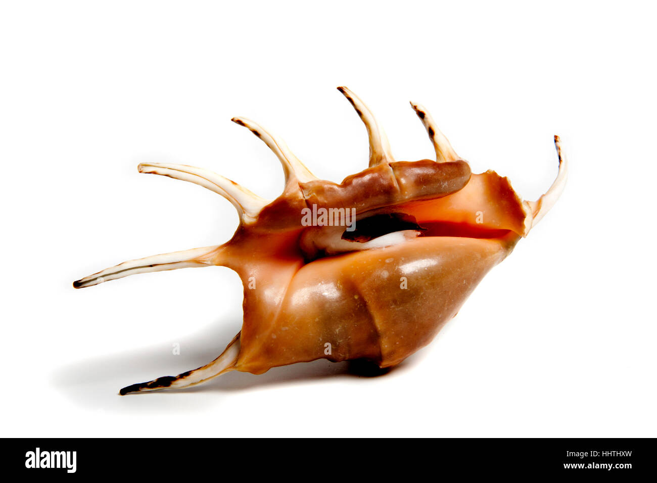 Sale, vita, esistono, esistenza, vivendo, vive, live, closeup, animale, shell, Foto Stock