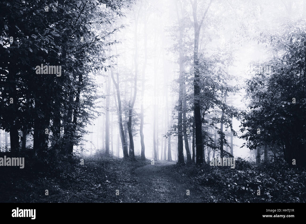 Legni scuri nella nebbia. Twilight paesaggio con alberi in condizioni di tempo piovoso Foto Stock