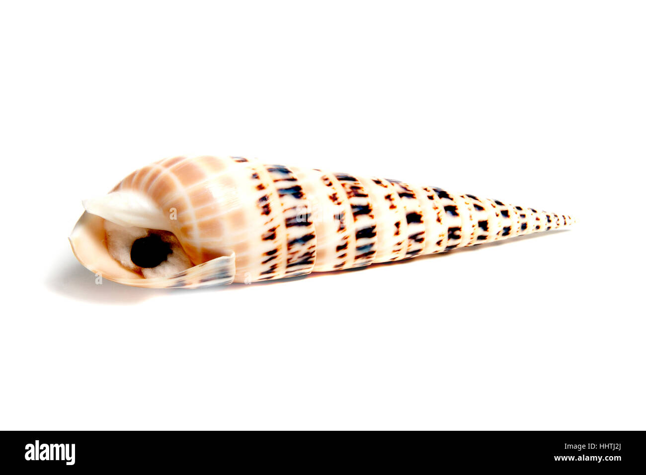 Sale, vita, esistono, esistenza, vivendo, vive, live, closeup, animale, shell, Foto Stock