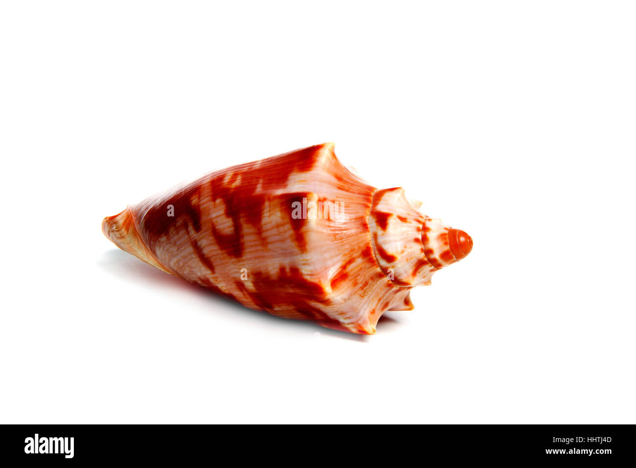 Sale, vita, esistono, esistenza, vivendo, vive, live, closeup, animale, shell, Foto Stock