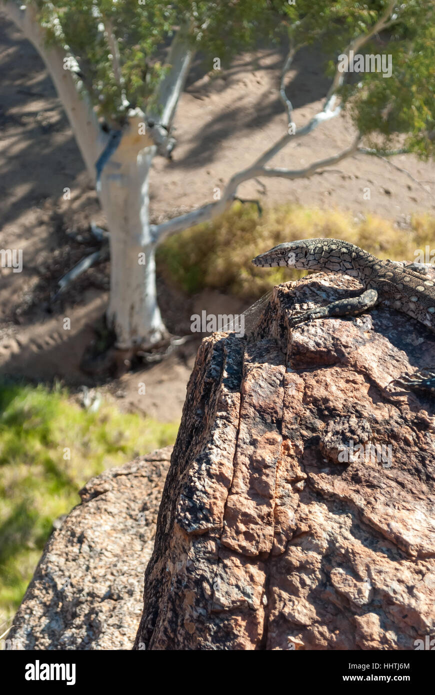 Australian lizard in piedi su una roccia nell'outback Foto Stock