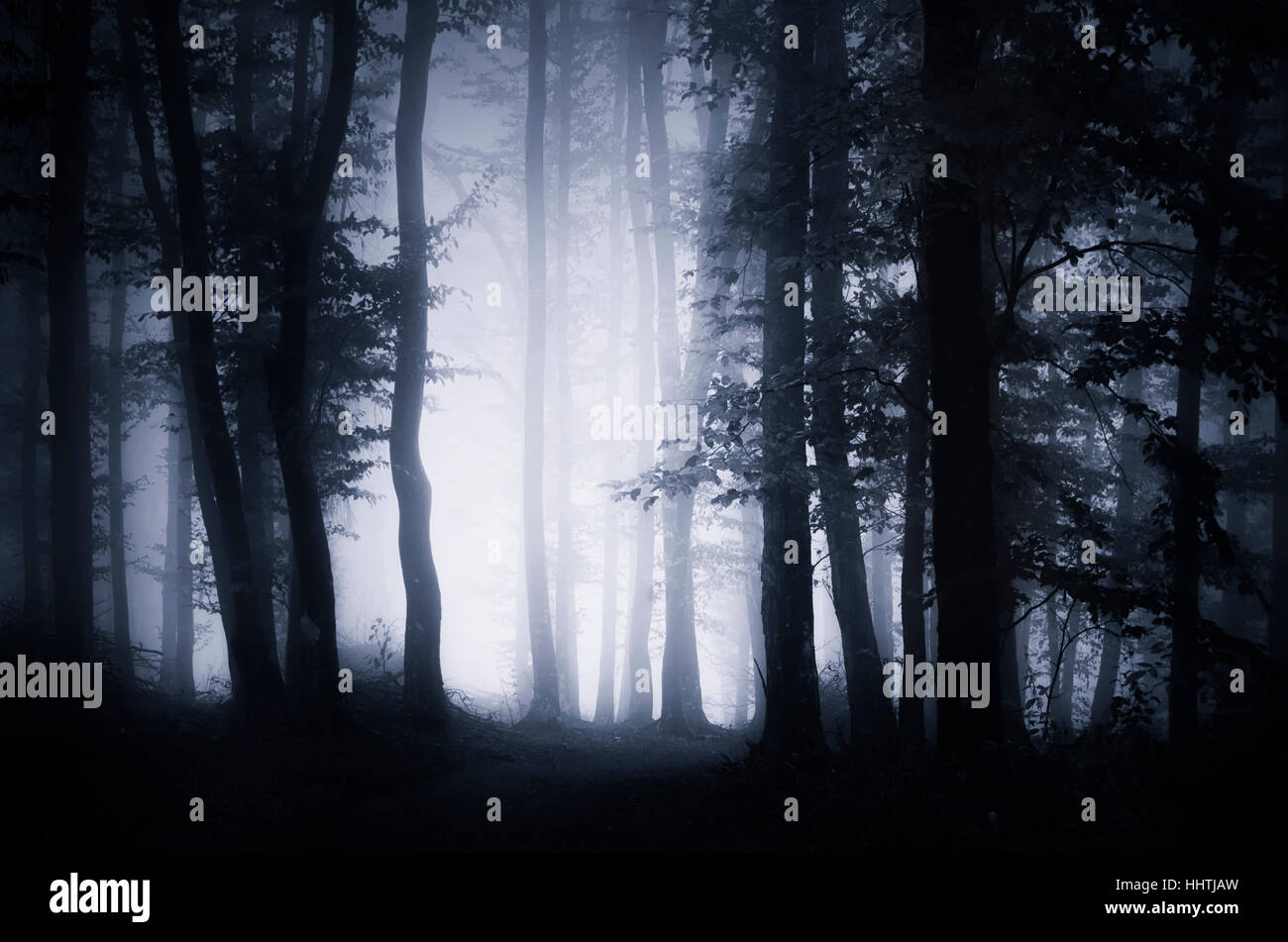 Legni scuri nella nebbia. Twilight paesaggio con alberi in condizioni di tempo piovoso Foto Stock