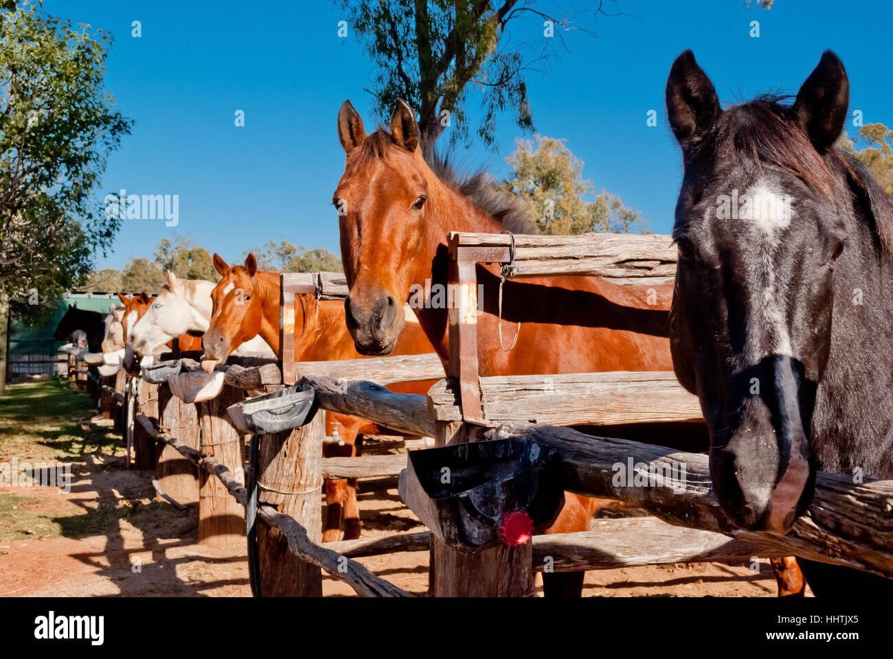 Cavalli selvaggi di mangiare in uno stabile Foto Stock