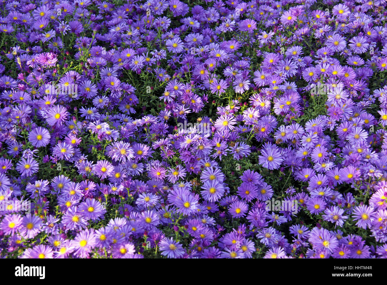 Herbstastern in blue violet Foto Stock