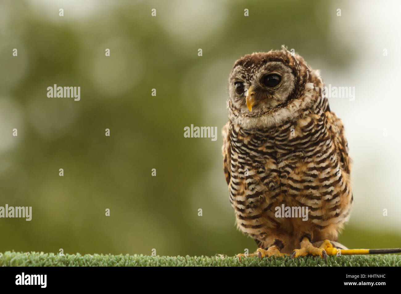 I capretti Chaco Owl nome latino Strix Chacoensis indigena sud America shot con messa a fuoco poco profonda Foto Stock