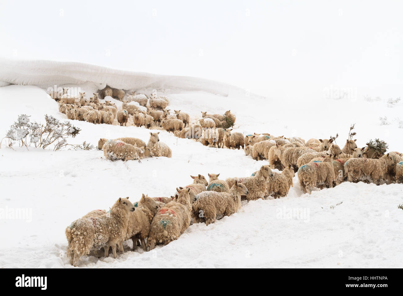 Welsh Mountain gregge di ovini catturati nella neve profonda si sposta durante un inverno di blizzard nel Regno Unito Foto Stock