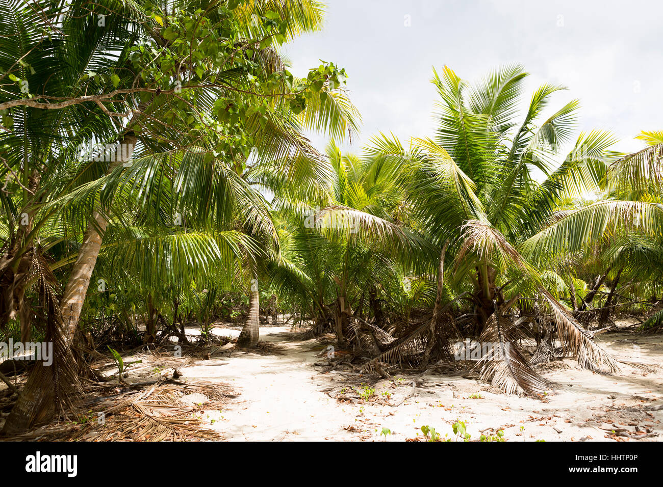 Verde di palme nella giungla delle Seychelles Foto Stock