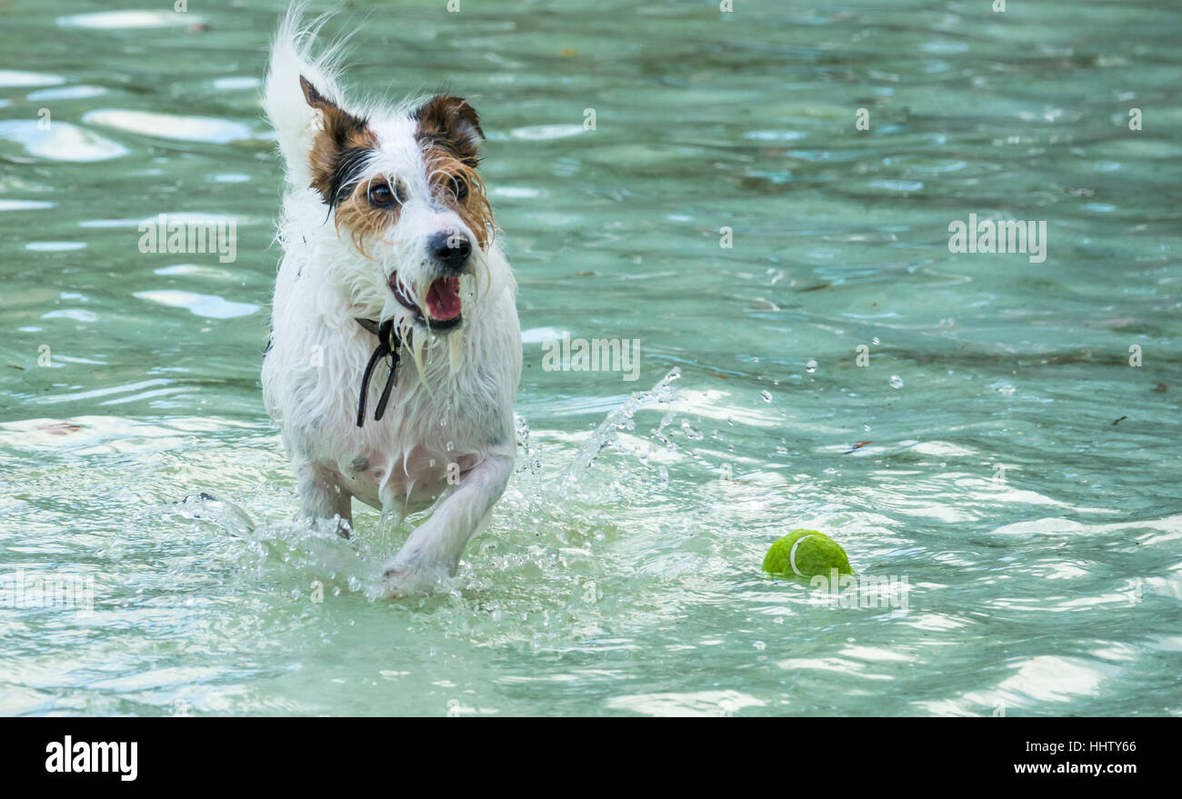 Un cane di piccola taglia in esecuzione in una piscina dopo piccolo verde palla da tennis Foto Stock