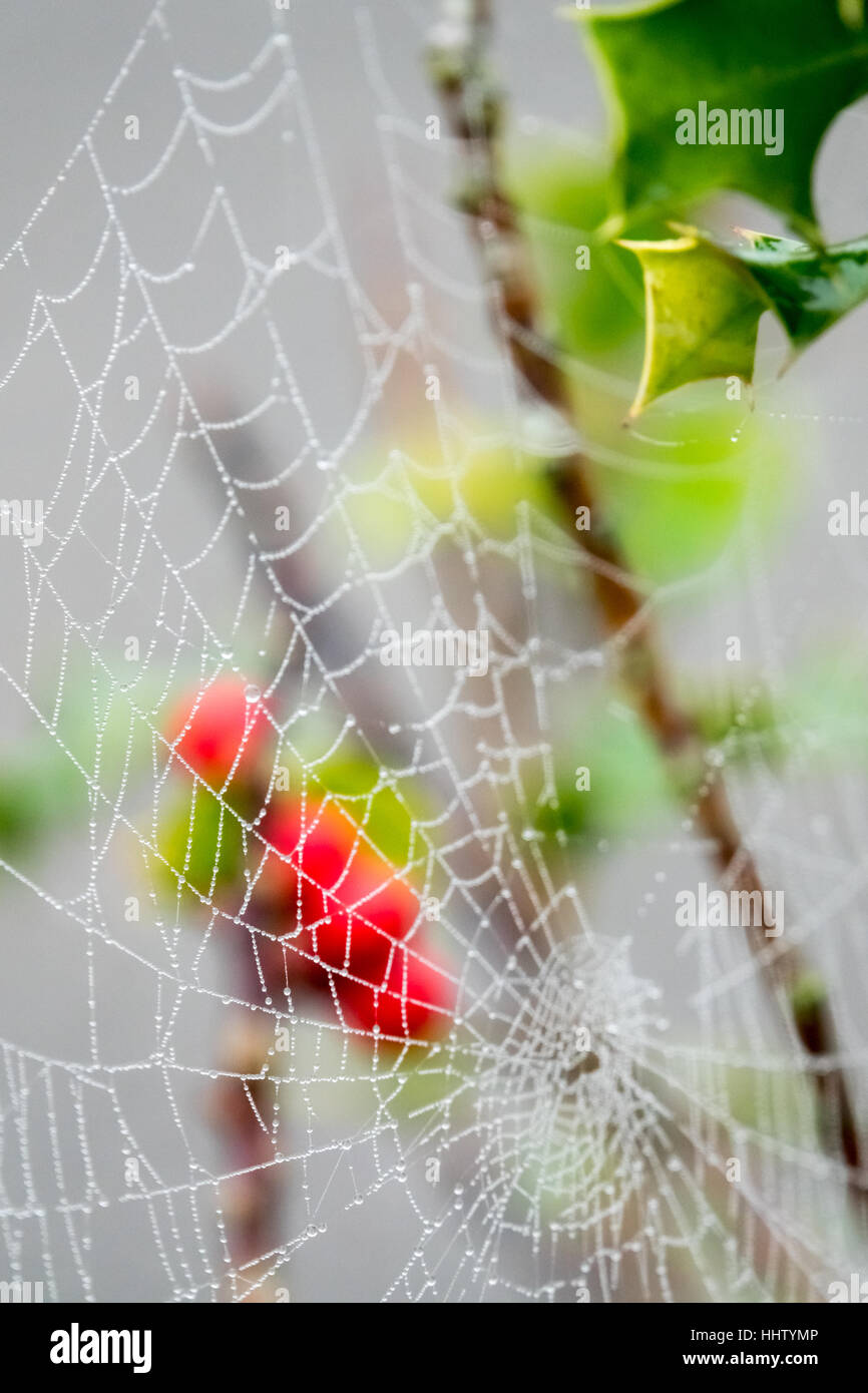 Mattina gocce di rugiada su una ragnatela Foto Stock