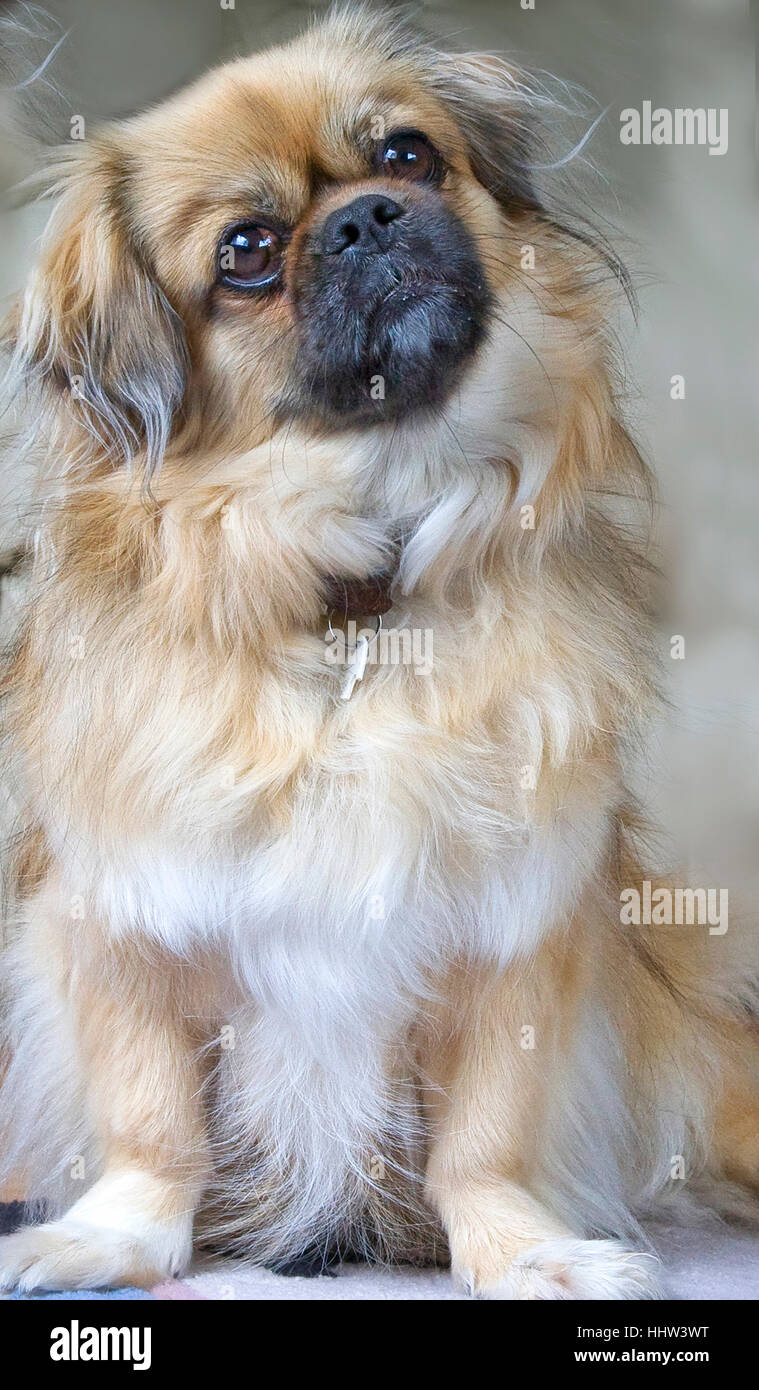 Il Tibetano Spaniel cane. Foto Stock