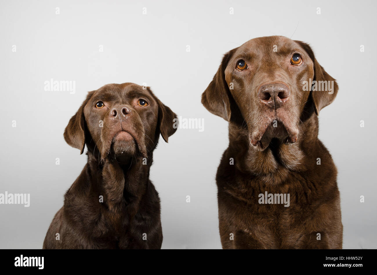 Doggy Pals - Cioccolato Labrador Retriever Foto Stock