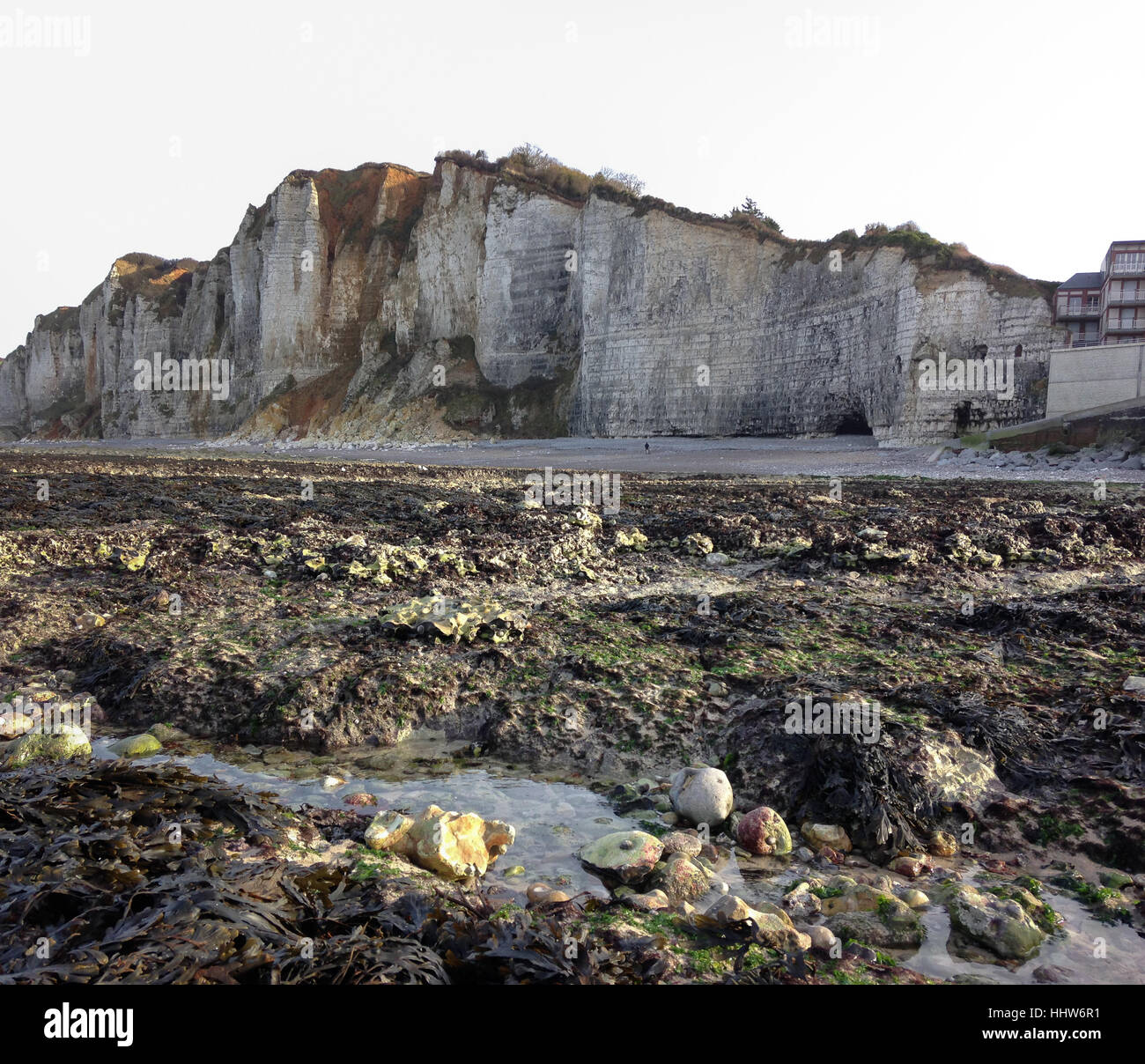 Scogliere e la bassa marea durante l'inverno. Yport, Normandia, Francia Foto Stock
