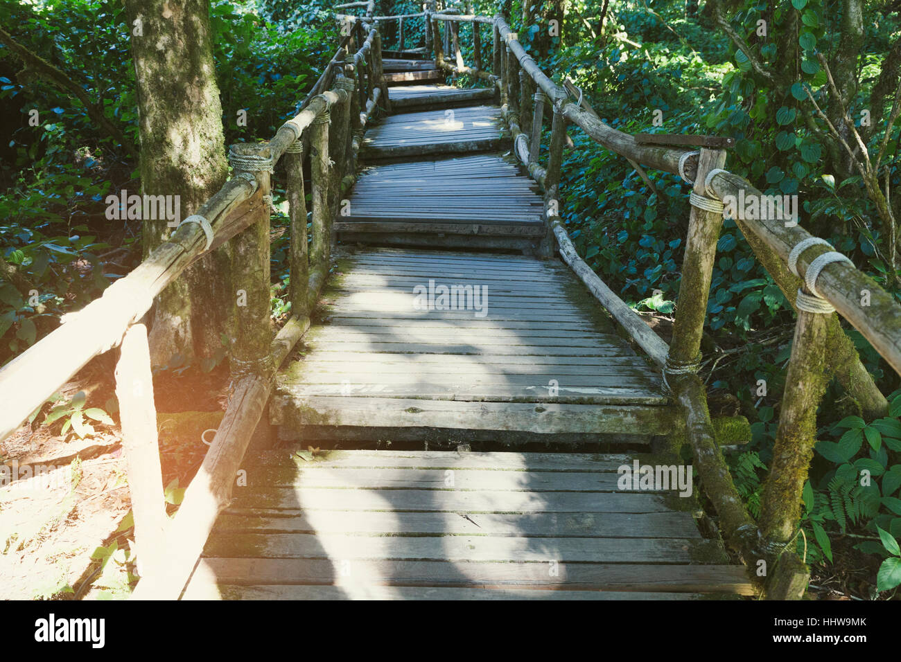 Foresta di pioggia il legno di cammino in Ang Ka sentiero natura situato in Doi Inthanon national park, il picco più alto in Thailandia Foto Stock