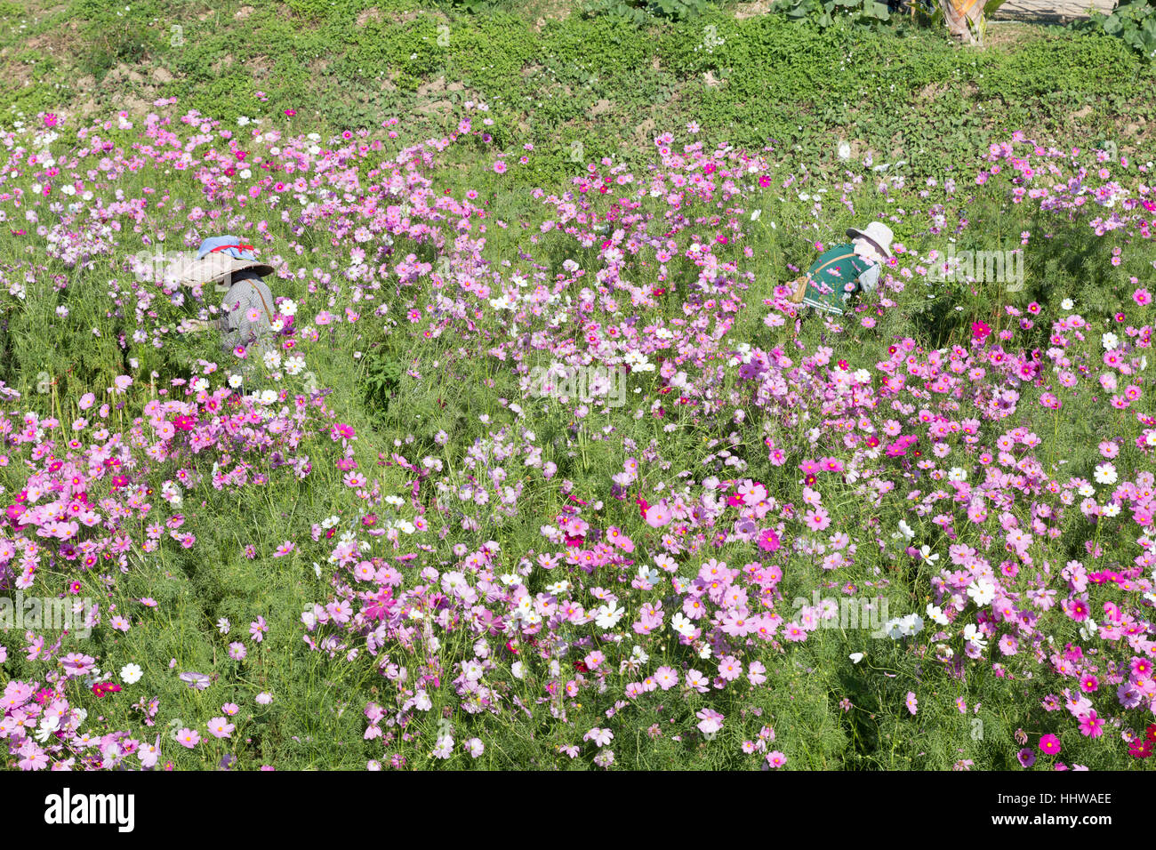 Chiang Mai, Thailandia - 27 dicembre 2016: agricoltore pick up cosmo fiore fiori Muang Gan Winter Festival a Chiang Mai, Thailandia il 27 dicembre 2 Foto Stock