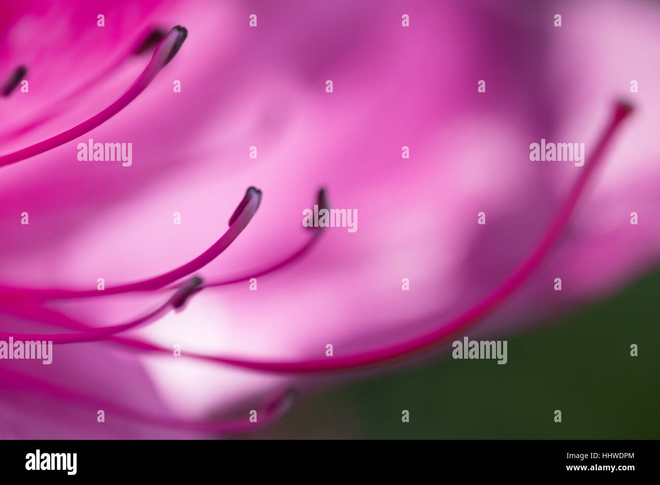 Viola Bauhinia albero orchidea fiore su blur sullo sfondo, soft focus macro shot Foto Stock