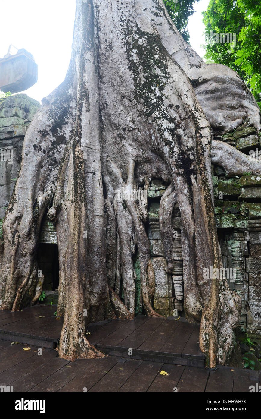 Ta Prohm, Siem Reap, Cambogia, sud-est asiatico. Foto Stock