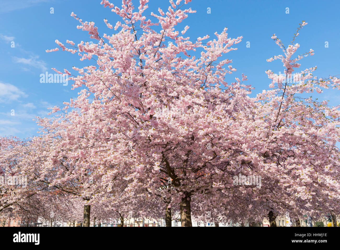 Ciliegia giapponese (Prunus serrulata) in fiore, Erfurt, Turingia, Germania Foto Stock