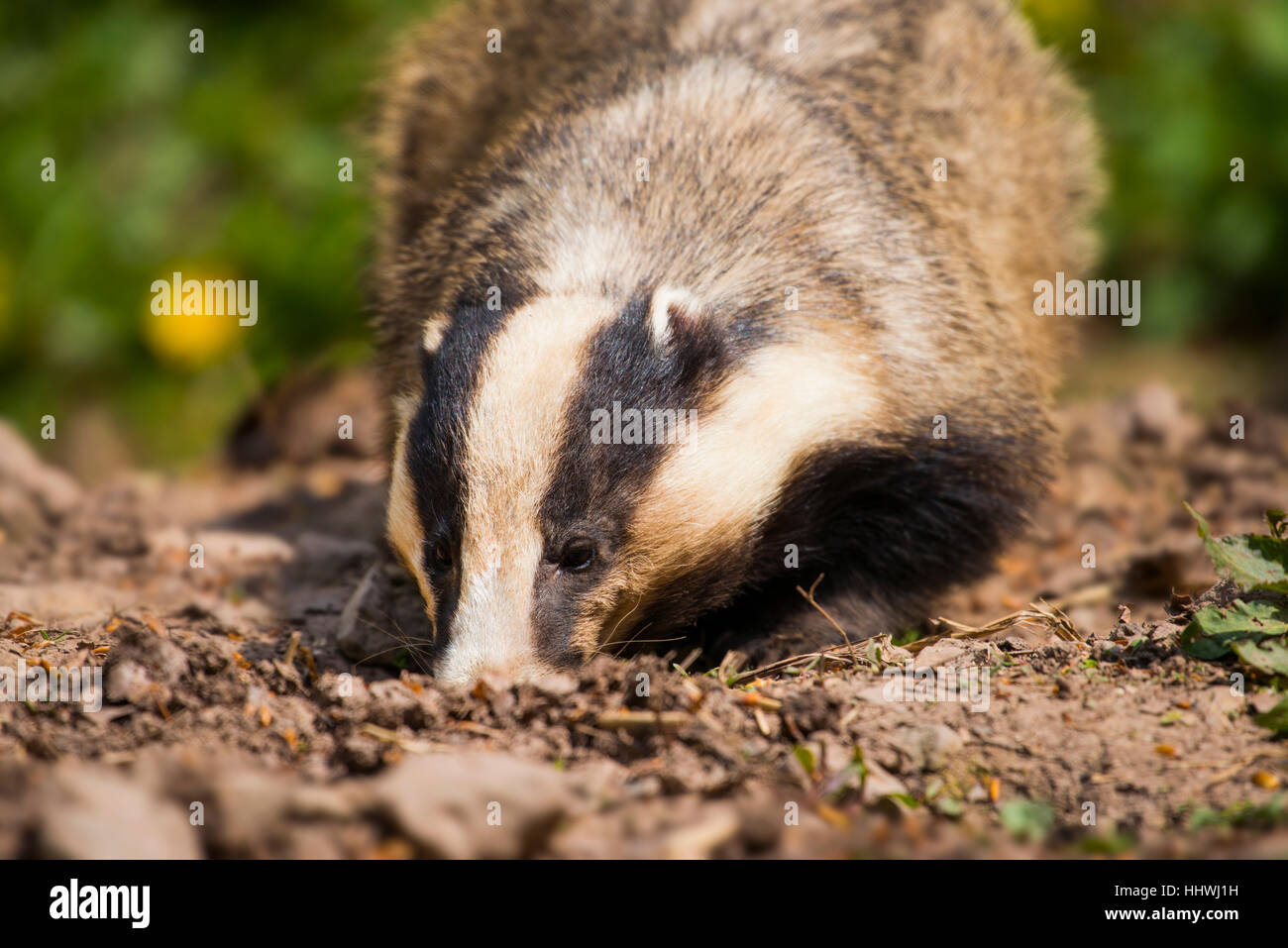 Europea (Badger Meles meles) rovistando in terra, captive, Hesse, Germania Foto Stock