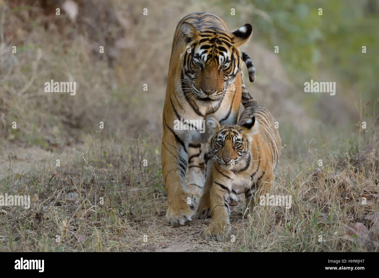 Le tigri del Bengala (Panthera tigris tigris), madre con cub passeggiate, Ranthambhore National Park, Rajasthan, India Foto Stock