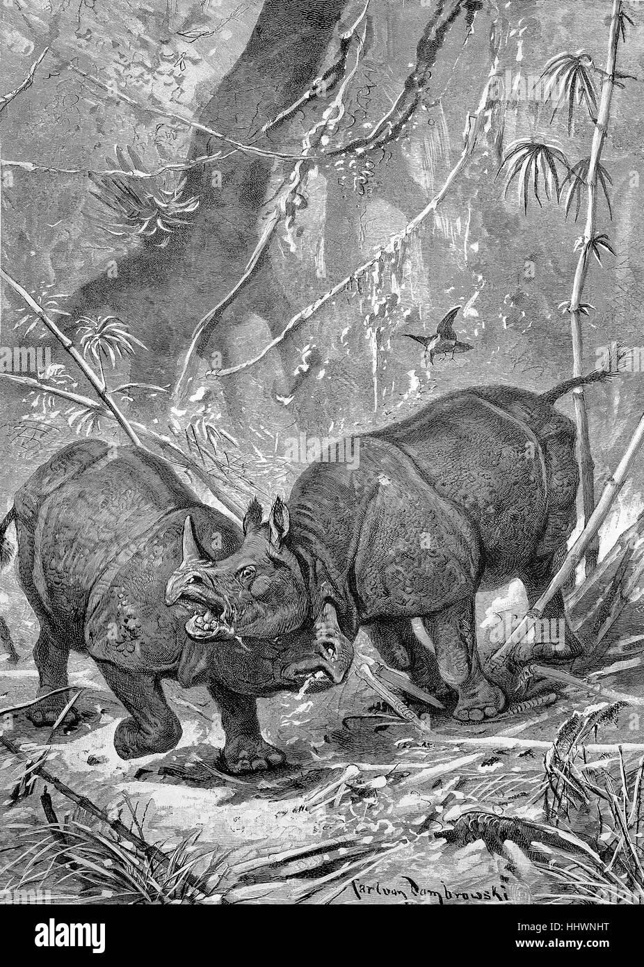Sostenendo rhino, disegno originale da E. V. Dombrowski, Germania, immagine storica o illustrazione, pubblicato 1890, digitale migliorata Foto Stock