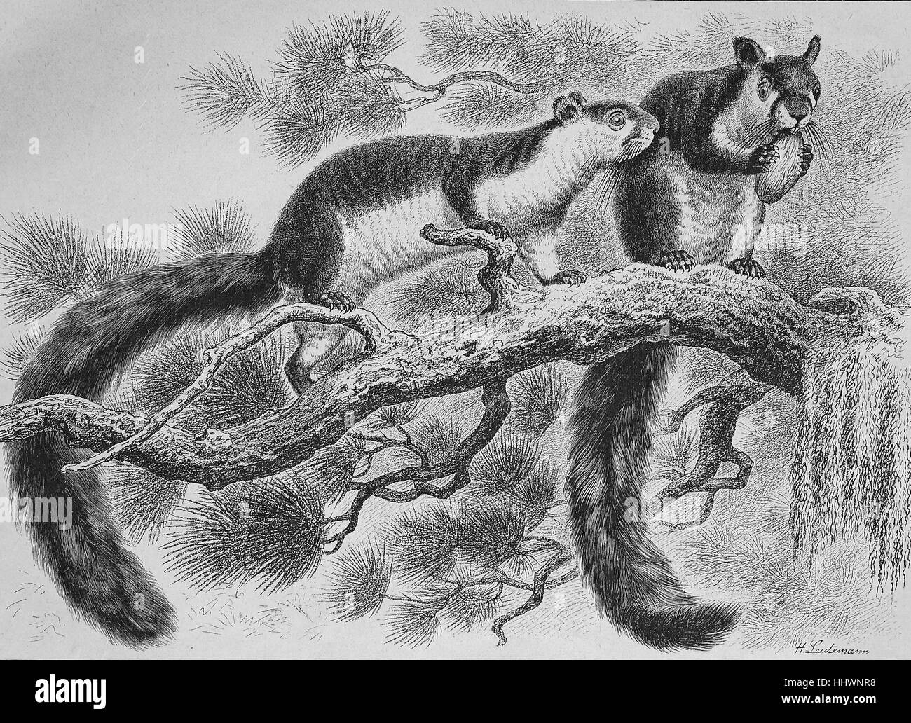 Cavallo scoiattolo siberiano nel giardino zoologico a Dresda, Germania, disegnato da H. Leutemann, immagine storica o illustrazione, pubblicato 1890, digitale migliorata Foto Stock