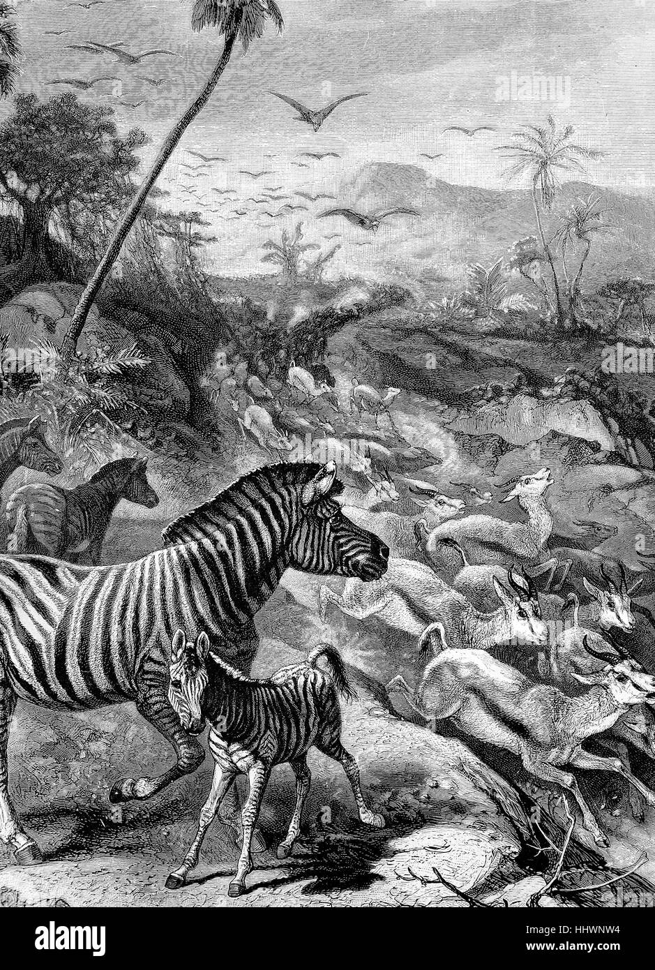 Zebre e migrazione jumpbucks, redatti da F. Specht, immagine storica o illustrazione, pubblicato 1890, digitale migliorata Foto Stock