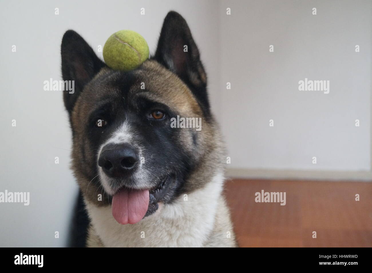 La concentrazione al suo livello massimo Foto Stock