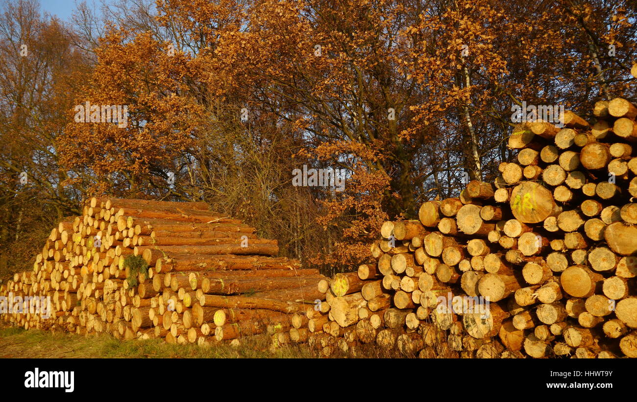Legno, legno legna da ardere, legname, legna da ardere, feuerholz, holzeinsatz, holzlager, Foto Stock