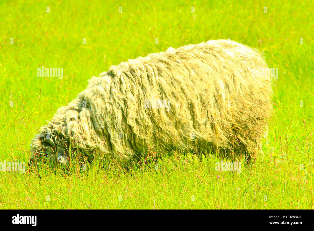 Pecora con vello denso sfiora sul verde erba di pascolo Foto Stock