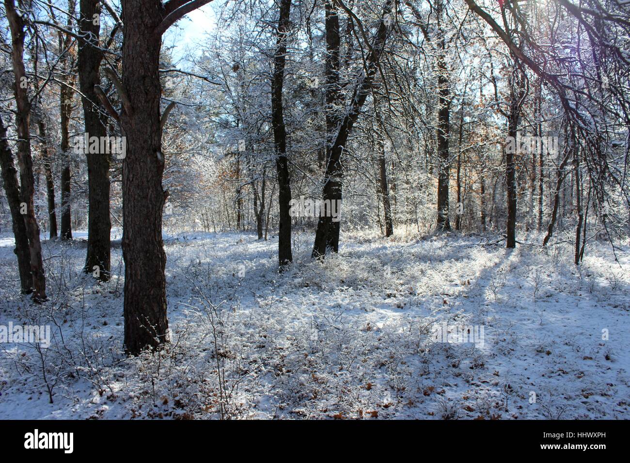 Sole che splende su un tardo inverno Neve nei boschi del Michigan Foto Stock