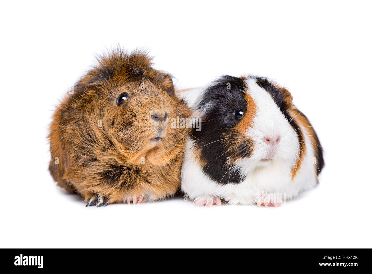 Due cavie adulte di fronte a uno sfondo bianco Foto Stock