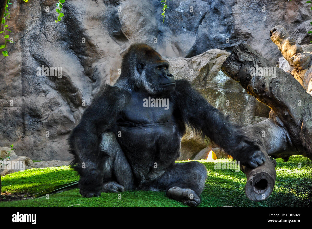Majestic, pensieroso gorilla in uno zoo Foto Stock