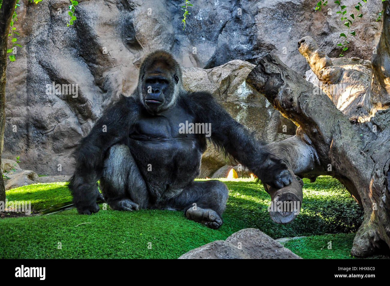 Majestic, pensieroso gorilla in uno zoo Foto Stock