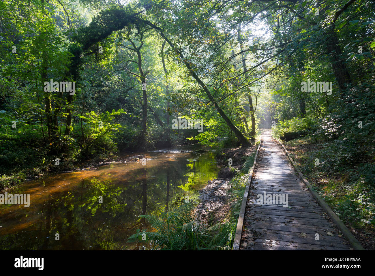 Bella e soleggiata mattina nella Vallata Forge boschi vicino a Scarborough, North Yorkshire, Inghilterra. Foto Stock