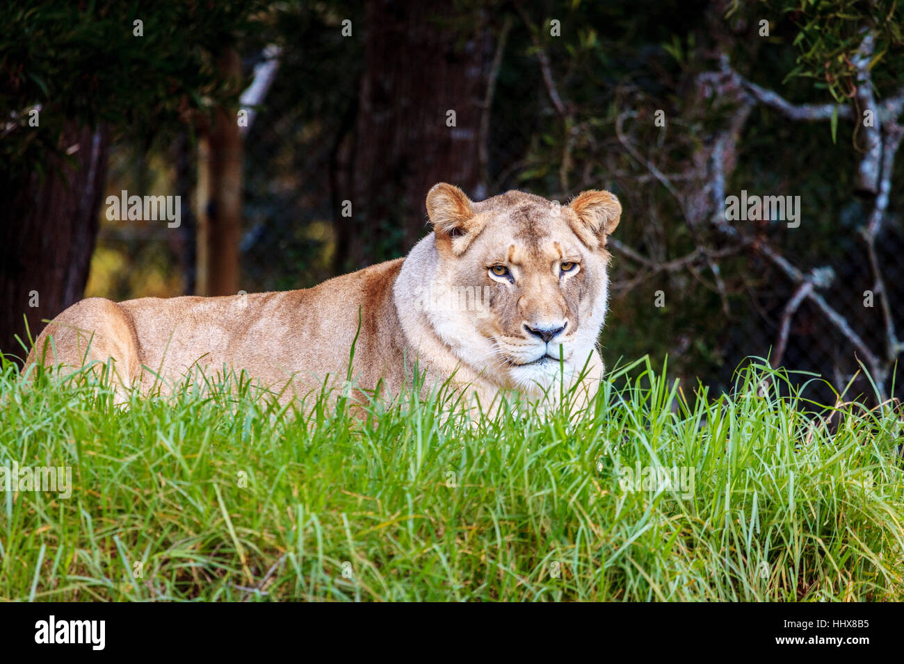 Leonessa bianca appoggiata al Wildlife Sanctuary nei pressi di Plettenberg Bay, Sud Africa Foto Stock