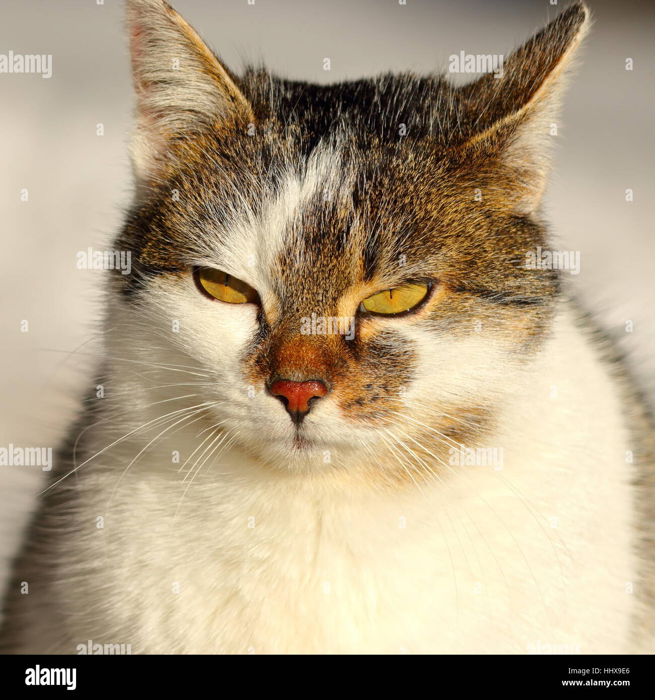 Outdoor ritratto del simpatico gatto domestico su una giornata invernale Foto Stock