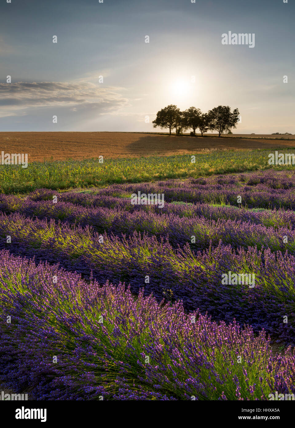 Righe di lavanda in Kent Downs al tramonto Foto Stock