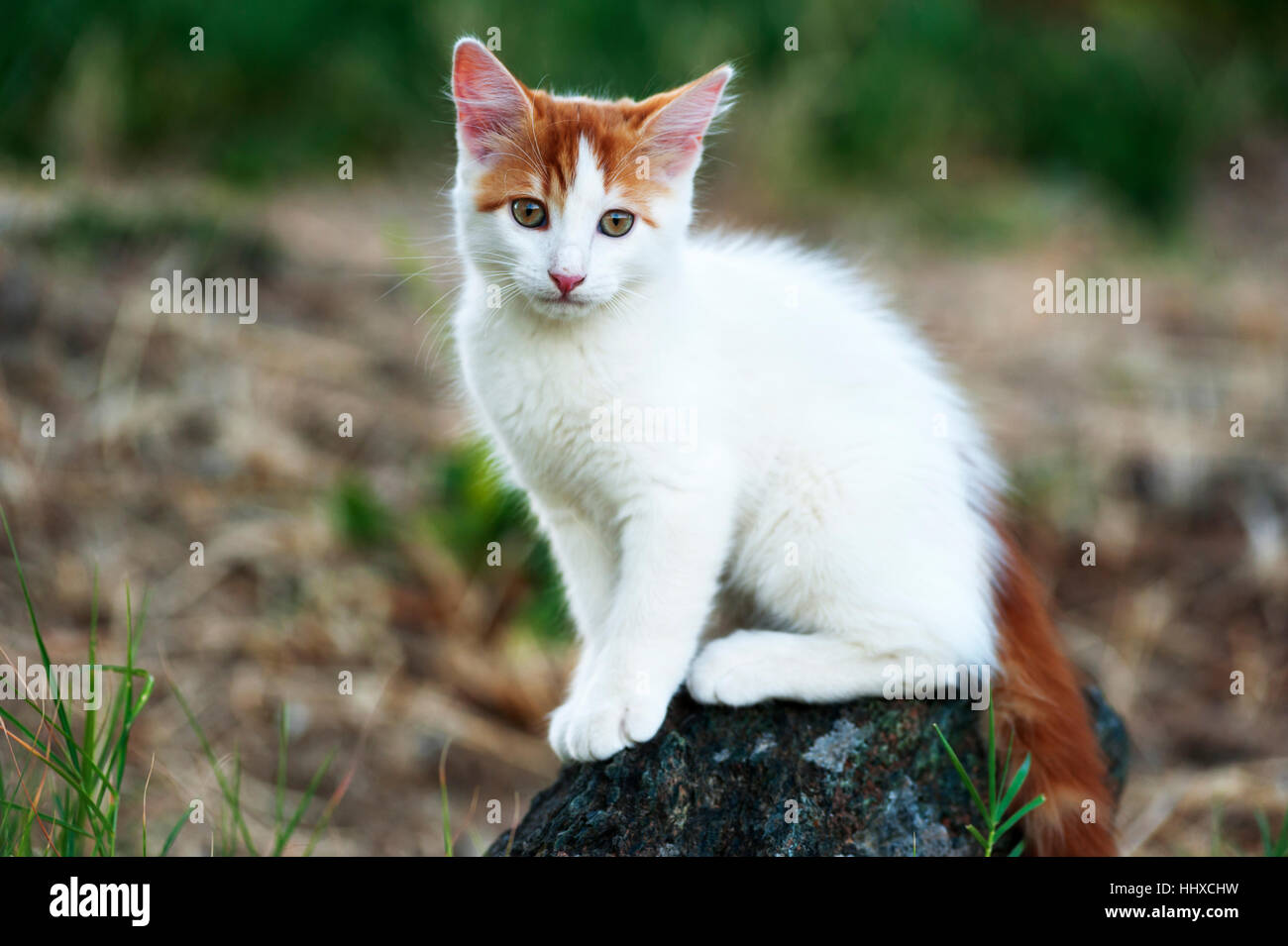 Il bianco e il rosso gattino è seduta su una pietra in un campo e guardando la fotocamera Foto Stock