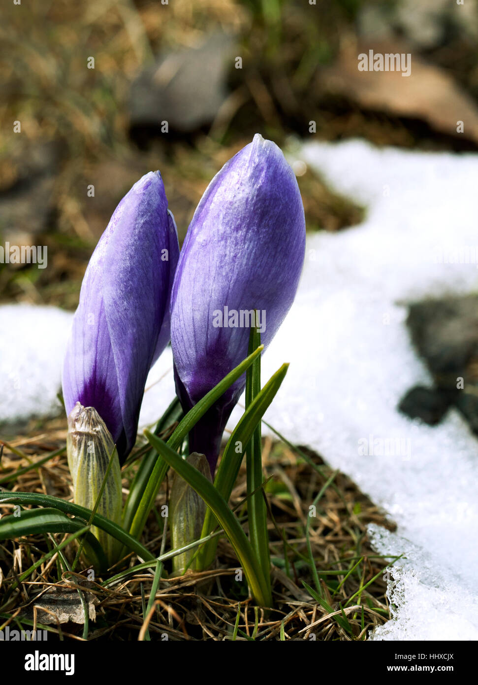 Crocus fiore nella neve Foto Stock