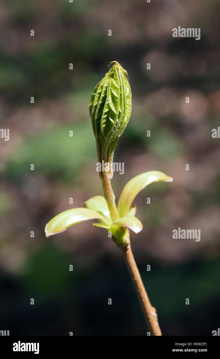 Albero di primavera gemme Foto Stock