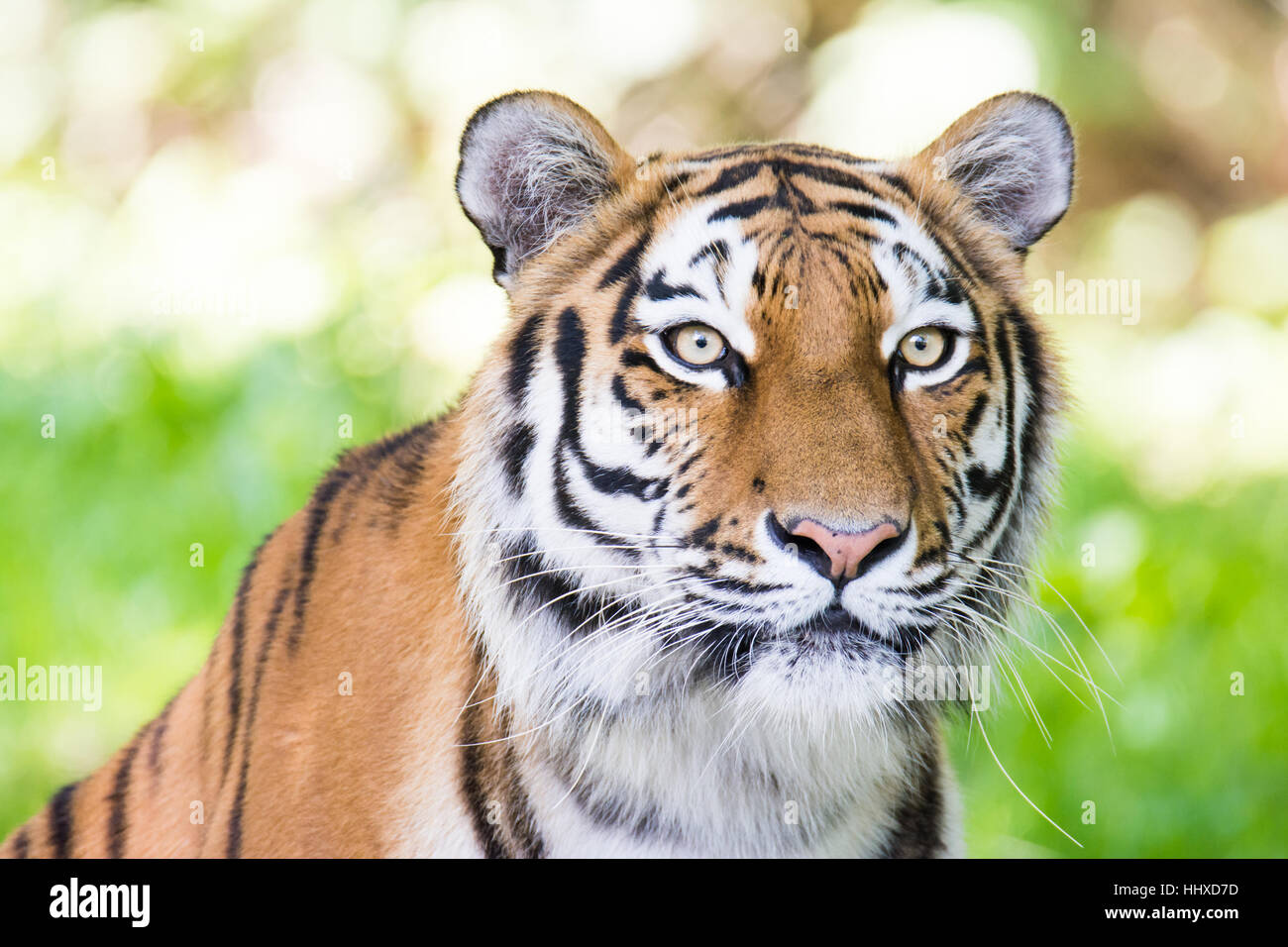 Ritratto di una tigre siberiana (Panthera tigris altaica) Foto Stock