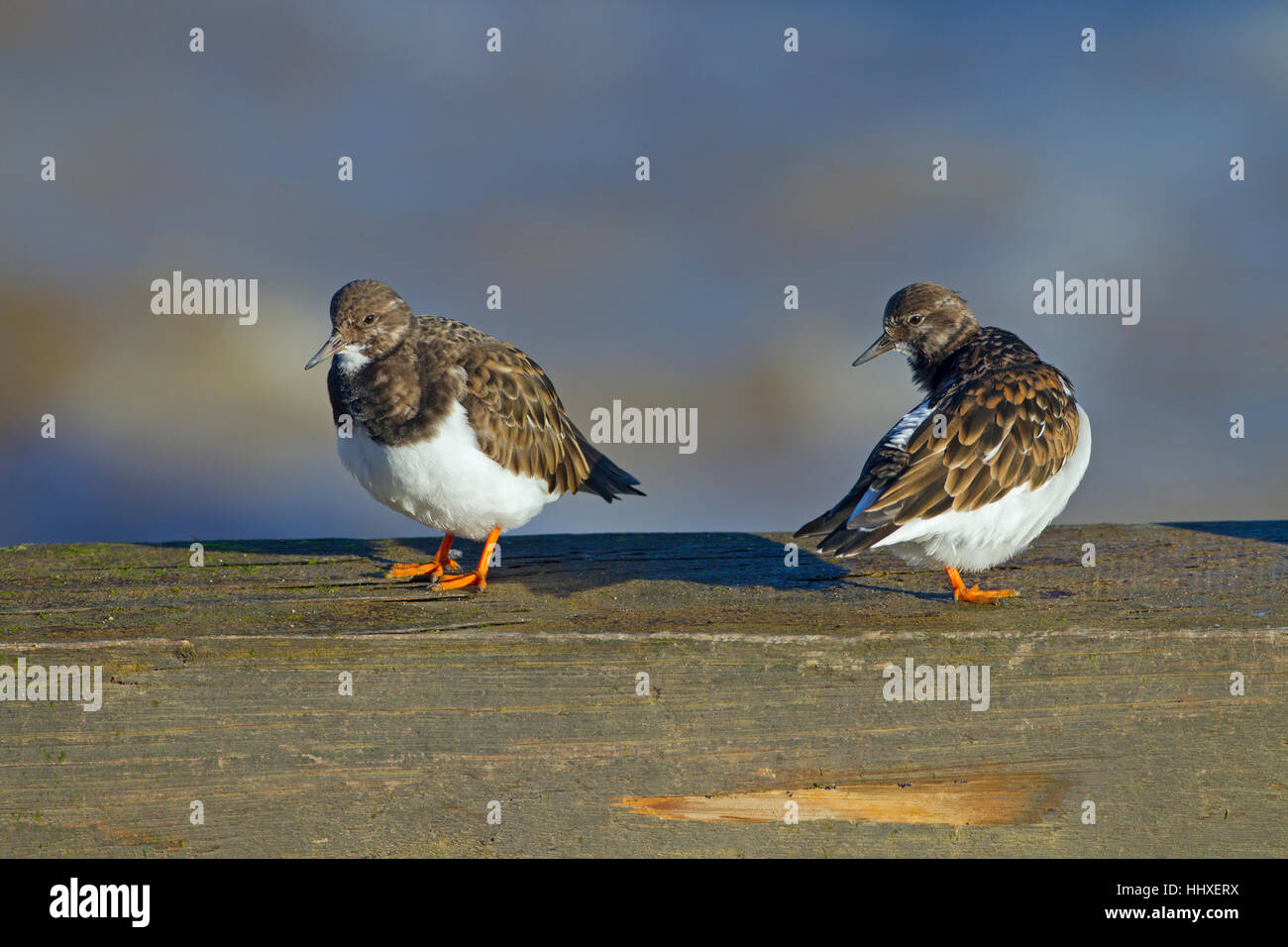 Tre Turnstones Arenaria interpres poggiante sulla struttura di frangionde con alta marea Foto Stock