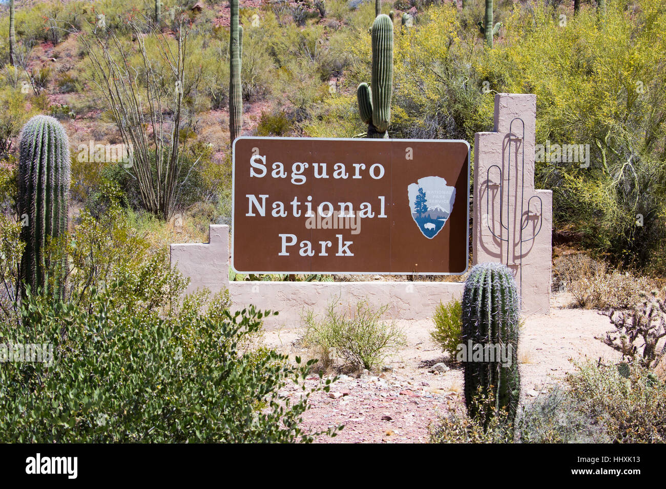 Parco nazionale del Saguaro, Tuscon, Arizona Foto Stock