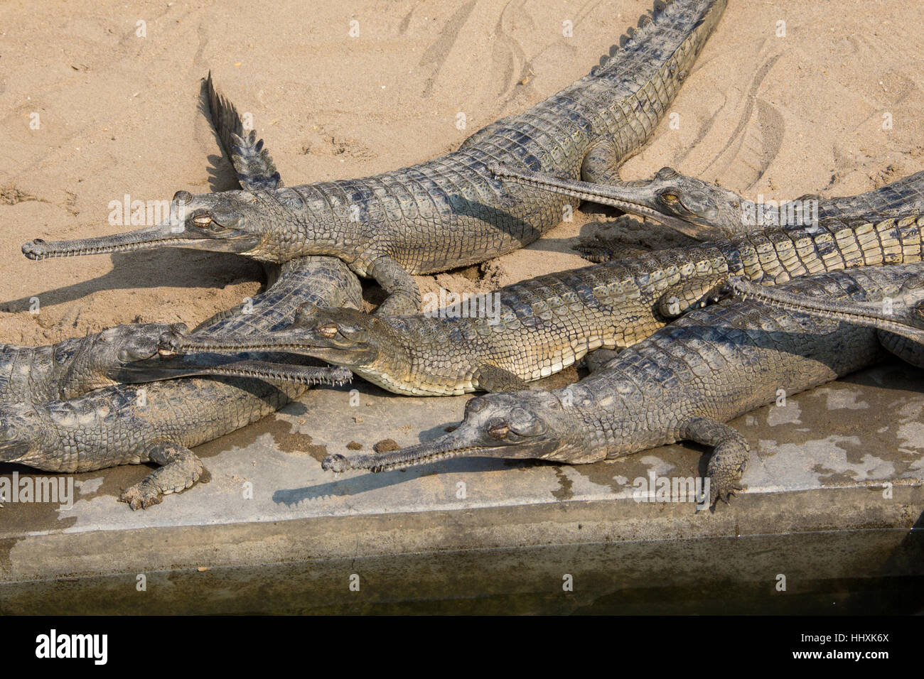 Gharial Crocodile conservazione e centro di allevamento, Chitwan il parco nazionale, il Nepal Foto Stock