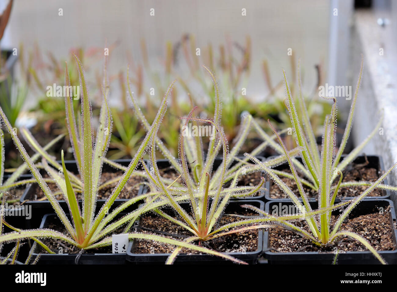 Drosera regia, il re Sundew Foto Stock