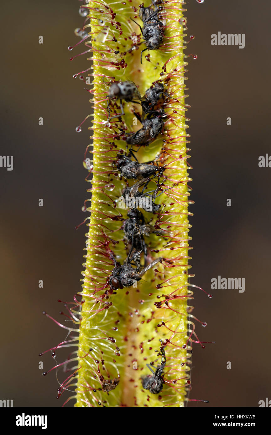 Drosera regia, il re Sundew Foto Stock