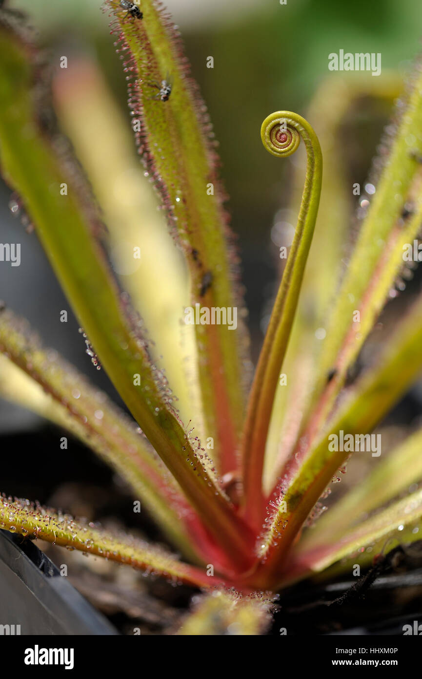 Drosera regia, il re Sundew Foto Stock