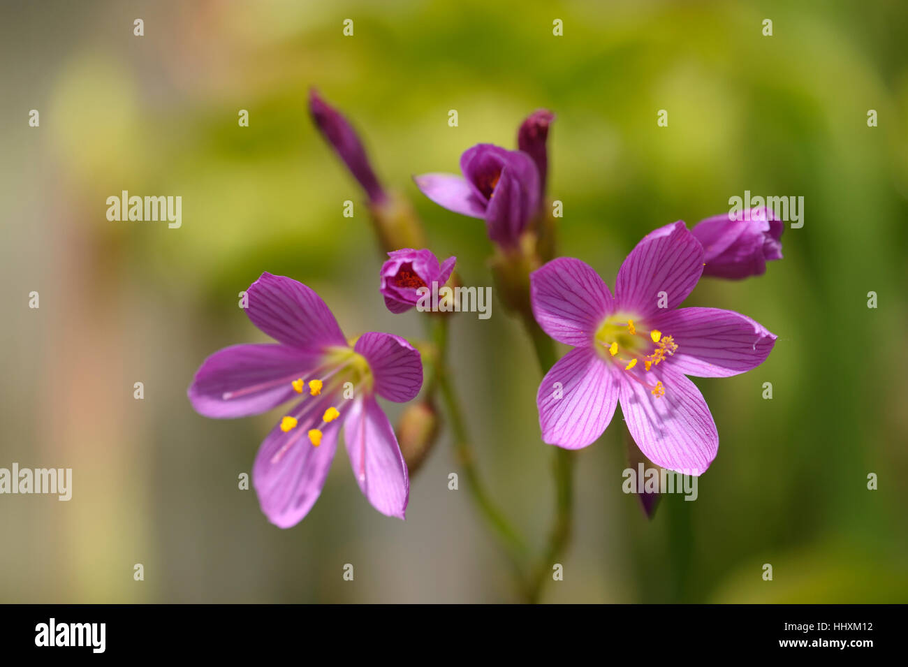 Drosera regia, il re Sundew Foto Stock