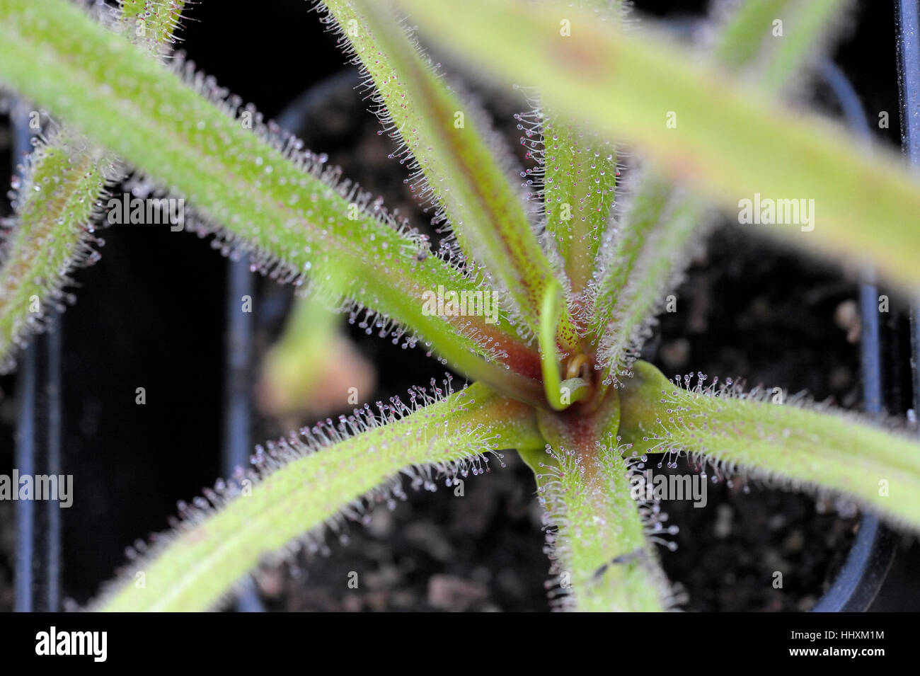 Drosera regia, il re Sundew Foto Stock