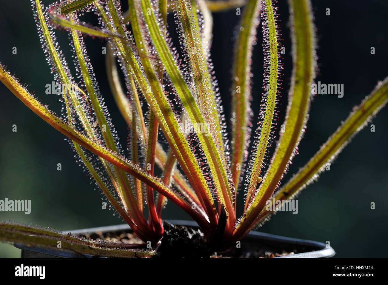 Drosera regia, il re Sundew Foto Stock